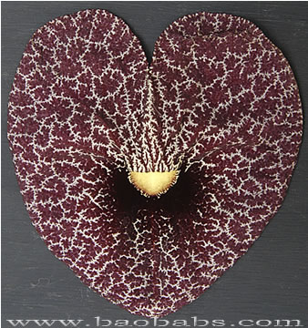 Aristolochia gigantea